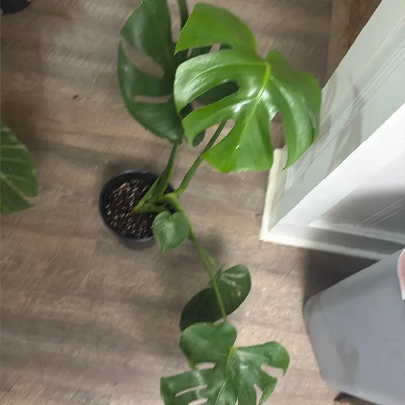 Monstera deliciosa plant