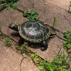 Turtle statue Hand painted Handmade Sculpture