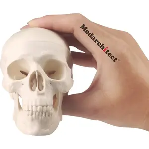 Medarchitect Mini Skull Model Small Size Human Anatomy Skull Model with Moving Jaw and Articulated Mandible for Drawing Cranium Medical Education, Decoration, Art Student Sketching