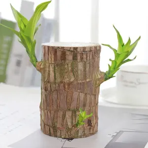 Water - Cultivated Brazilian Lucky Tree Desktop Potted Plant Hydroponic Office Indoor Decoration Gift with Lucky Meaning