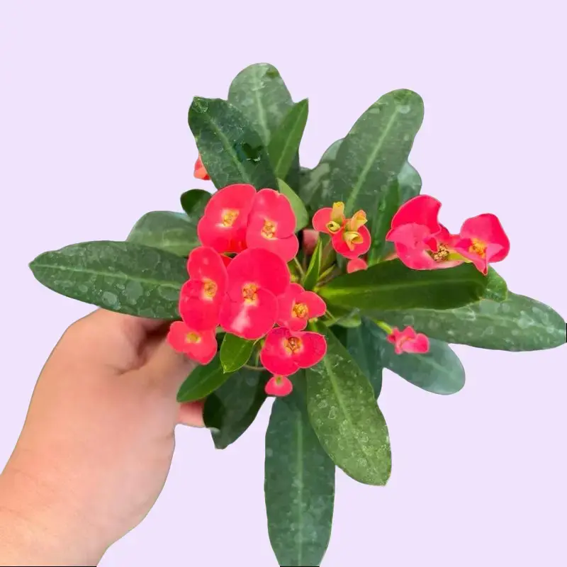 Euphorbia Milli Maxi Triton / Crown of Thorns