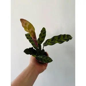 Calathea Lancifolia 'Rattlesnake' - 3" Pot
