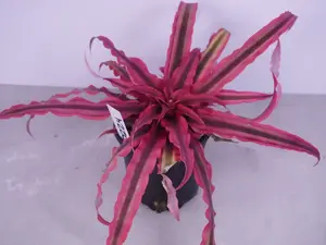 Cryptanthus Earth Star Pink | Pink Bromeliad | Colorful Houseplant