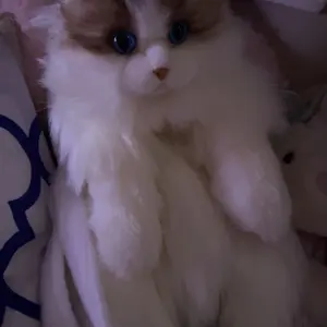 Product Review of 【TikTokShopBacktoSchool】Chongker Stylish Daypack Plush Cat Backpack - Realistic Stuffed Animal Fashion Accessory & Unique Gift for Cat Lovers - 1 Set Gift Wrap from b**🐰