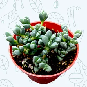 Corpuscularia lehmannii - Ice Plant