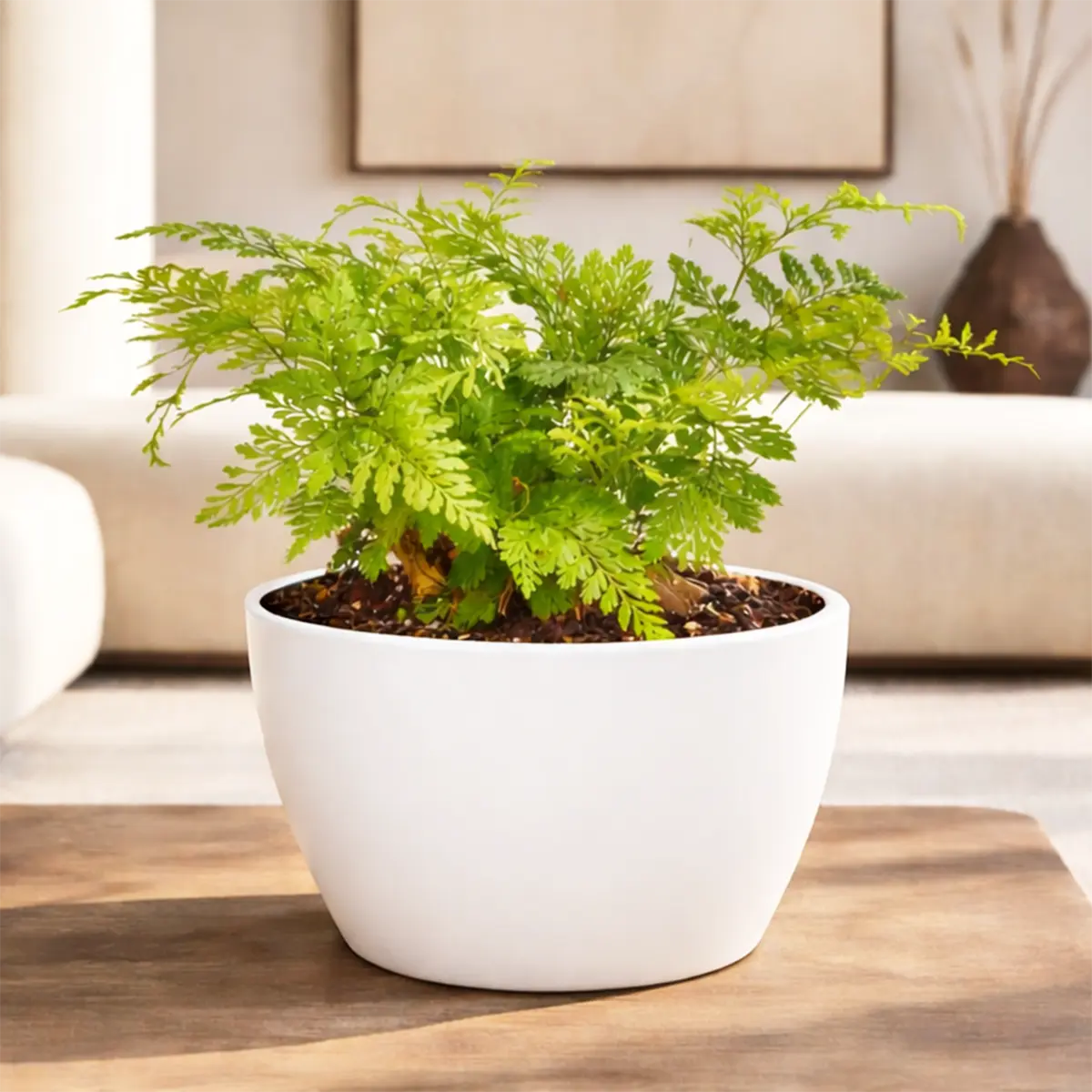 Rabbit's Foot Fern