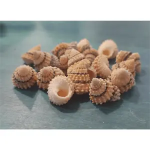Periwinkle Coronate Prickly Winkle shells