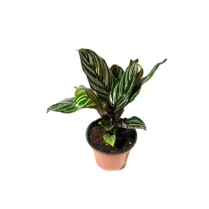 Pin Stripe Calathea - Live Plant in a 4 Inch Pot - Calathea Ornata - Beautiful Easy to Grow Air Purifying Indoor Plant