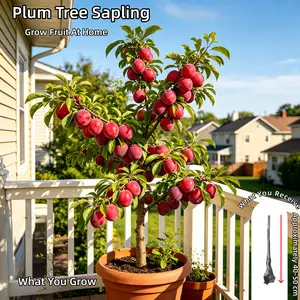 Dormant Bare Root Plum Tree – Old Plant Established Roots, Sprouts in 7-14 Days, No Leaves, for Patio & Garden