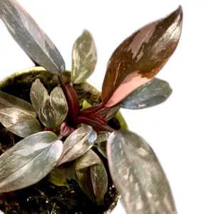Pink princess Philodendron