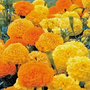 flowers Seeds - African Marigold - crackerjack