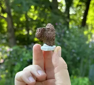 Fossilized Turtle Poop (Coprolite) from Madagascar - Approx. 40-50 Million Years Old
