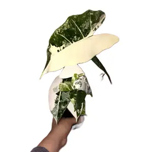 Indoor Variegated Frydek Alocasia Plant with Unique Green and White Leaf Patterns Houseplant Decor