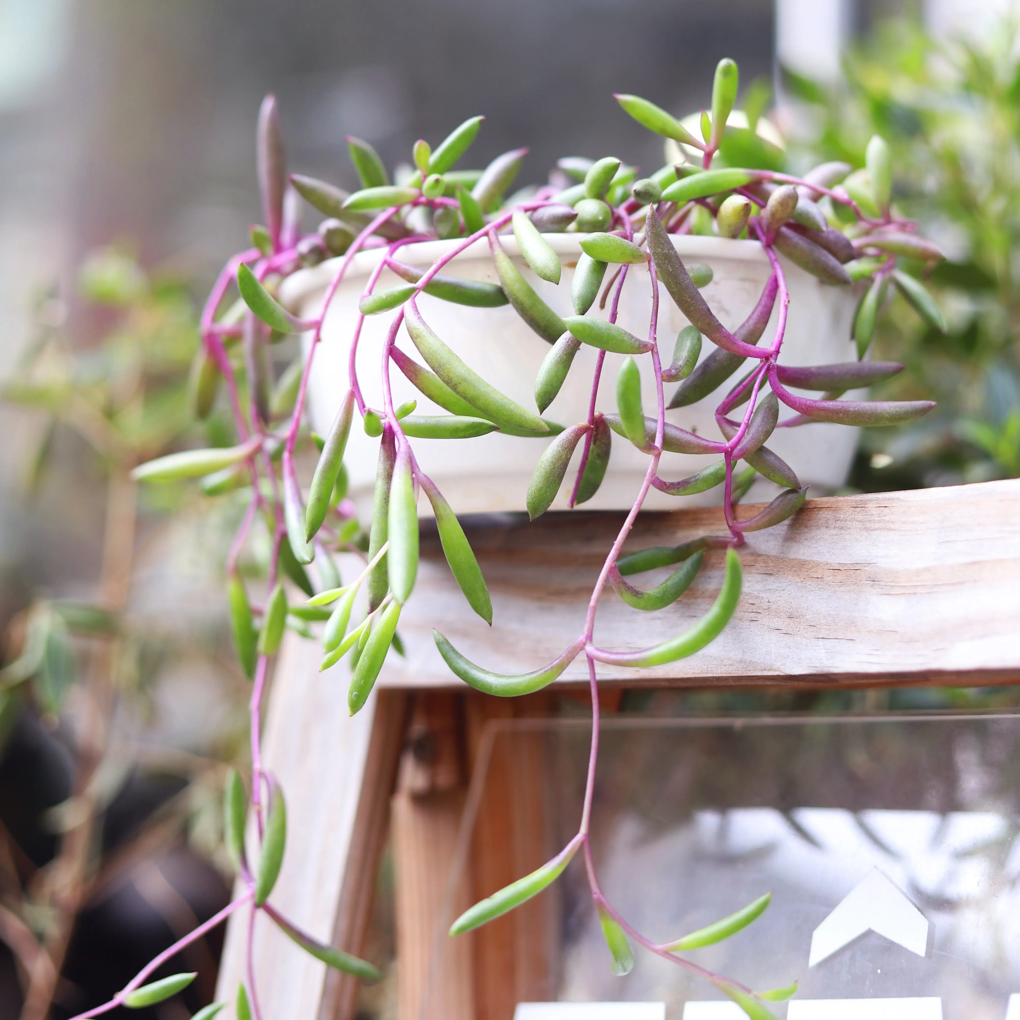 Ruby Necklace Succulent - Othonna capensis