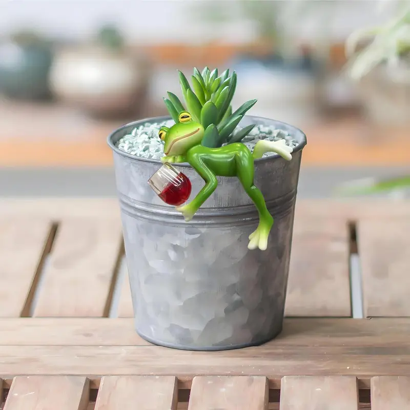 juncea air plant Tillandsia Juncea Plant