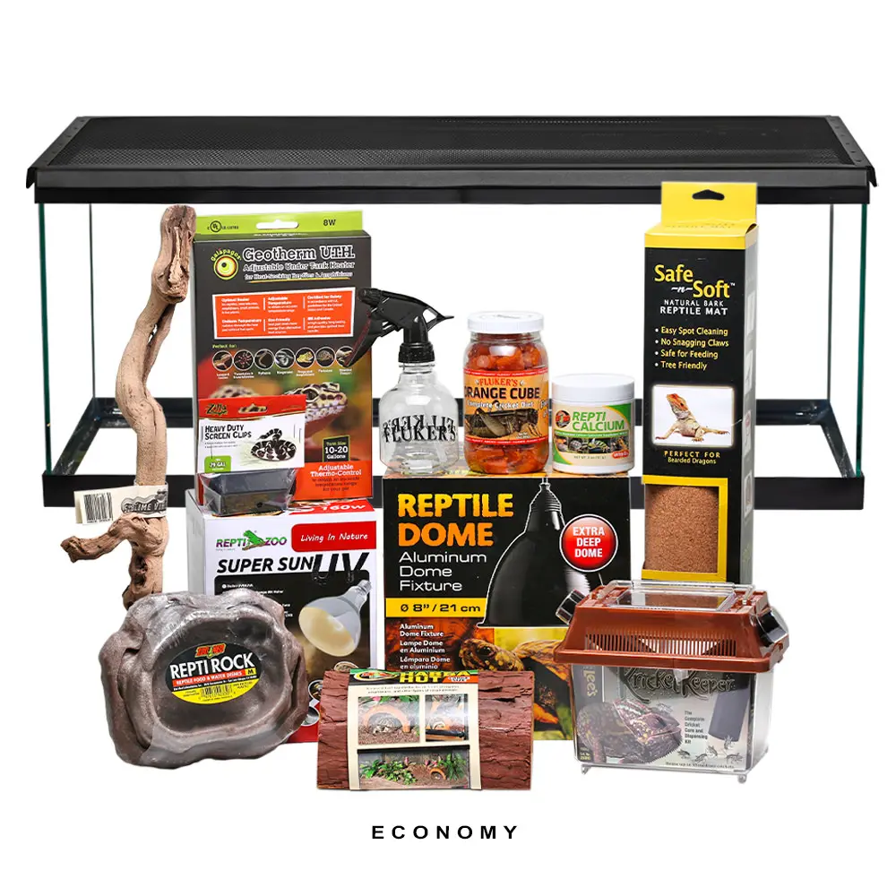COMPLETE Baby Bearded Dragon Setup