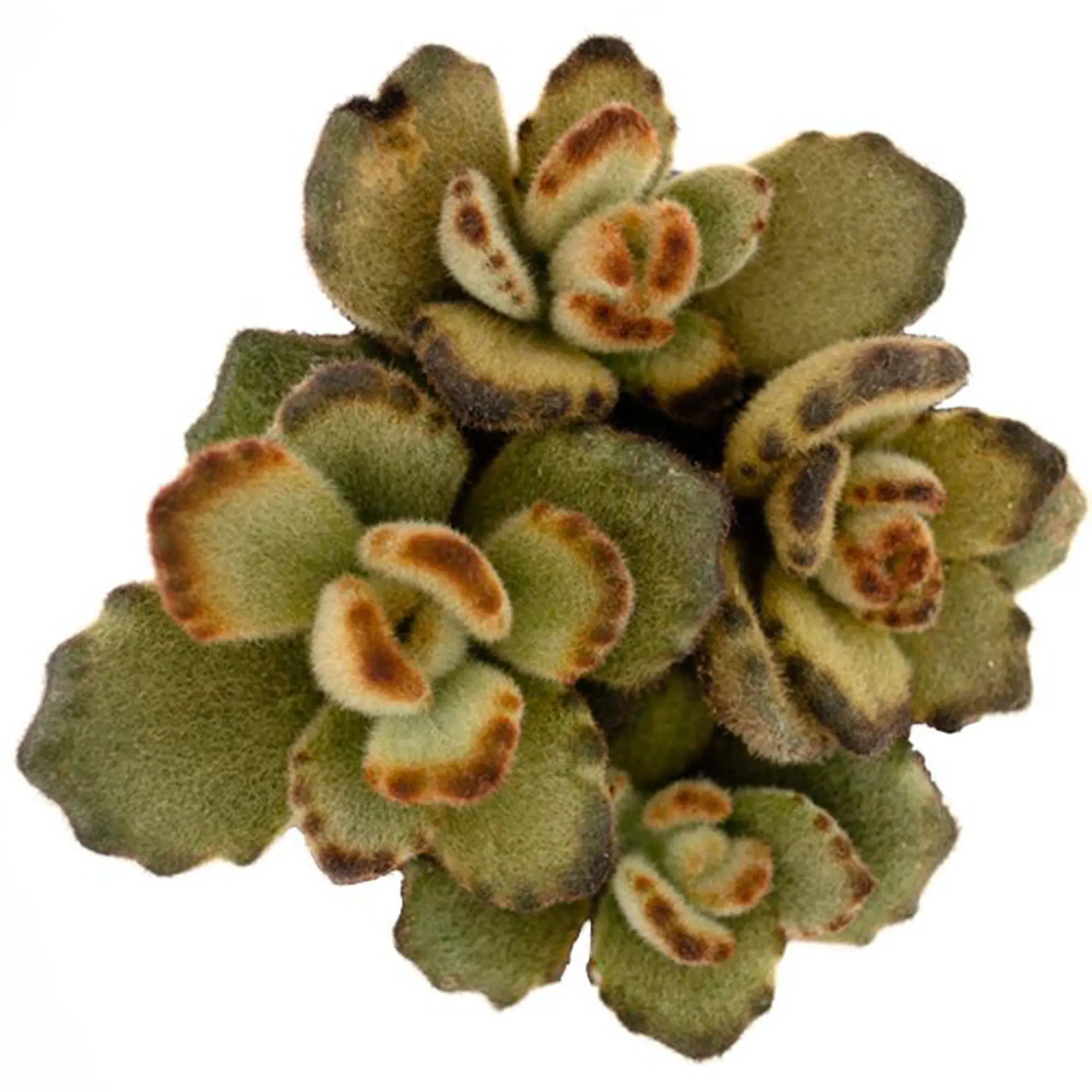 Teddy Bear Succulent: Fuzzy Succulent with Golden Tipped Leaves - Kalanchoe Tomentosa - Easy Plant Care - Unique Succulents - Great for Beginners