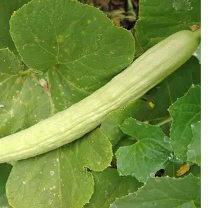 Organic Cucumber 'Metki Pale Green Armenian Yard-Long' 10+ Seeds (Cucumis melo var. flexuosus) – Long, Crisp Cucumbers – Ideal for Trellised Gardens & Summer Harvests