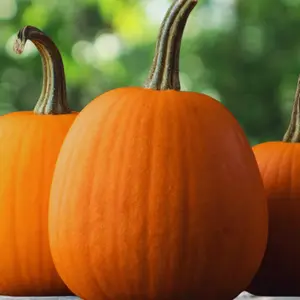 Heirloom Jack O Lantern Pumpkin Seeds - Organic and Regenerative Gardening Seeds