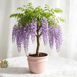 Decorative climbing plant Wisteria seedlings, drought-resistant, lush leaves, sun-loving, strong vines, ideal for yard fences and balcony potted vines design