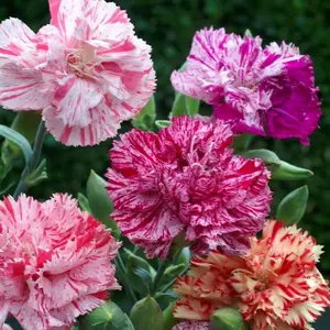 1000 Pcs Mixed  Carnation Dianthus Caryophyllus Seed Attract Pollinators & Great in Flower Arrangements  Bouquets Striking Perennial Garden Flower