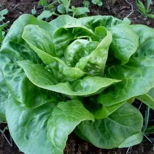 Organic Little Gem Lettuce Seeds (Lactuca sativa) – Mini Romaine, Sweet and Crunchy – Minimum: 150+ Seeds