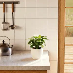 Calathea Concinna Freddie