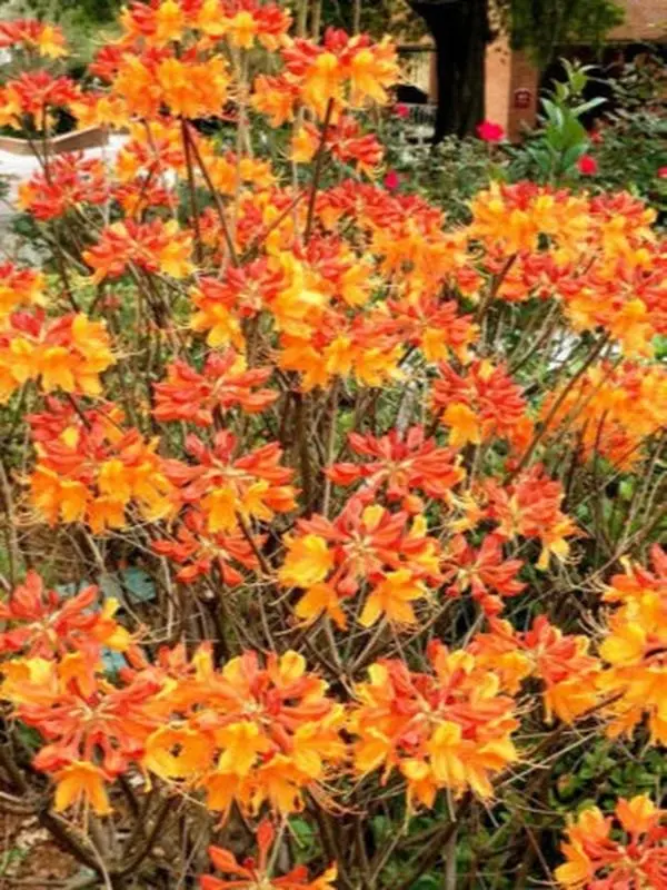 10 Rhododendron austrinum FLORIDA FLAME AZALEA Seeds!