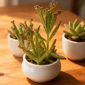 2Inch Kalanchoe Delagoensis 'Mother of Millions' - Unique Succulent with Baby Plantlets on Leaf Edges - Live Plant