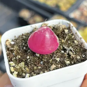 April Farm Conophytum burgeri Mini Plant 6-7 Years Rare Succulent Bare Rooted Easy Care Indoor Plant