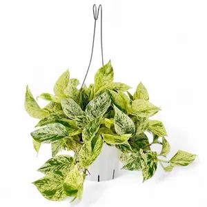 Pothos Snow Queen, 6inch Pot