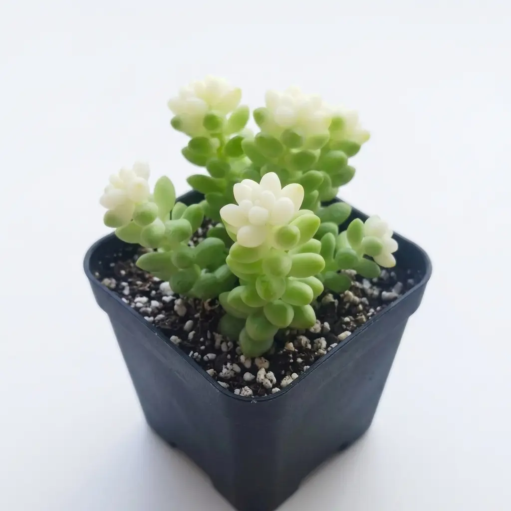 Adorable 'Burro's Tail' Trailing Succulent | Live Bare Root Mini Plant | Aesthetic Room Decor & Easy Care Hanging Plant
