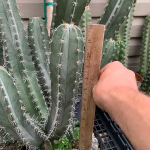 Stenocereus pruinosus (Gray ghost cactus) MATURE - Flowering age plants !