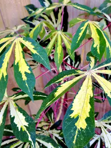 LIVE PLANT Manihot esculenta Variegata Variegated Tapioca 2-3ft Cassava Yuca