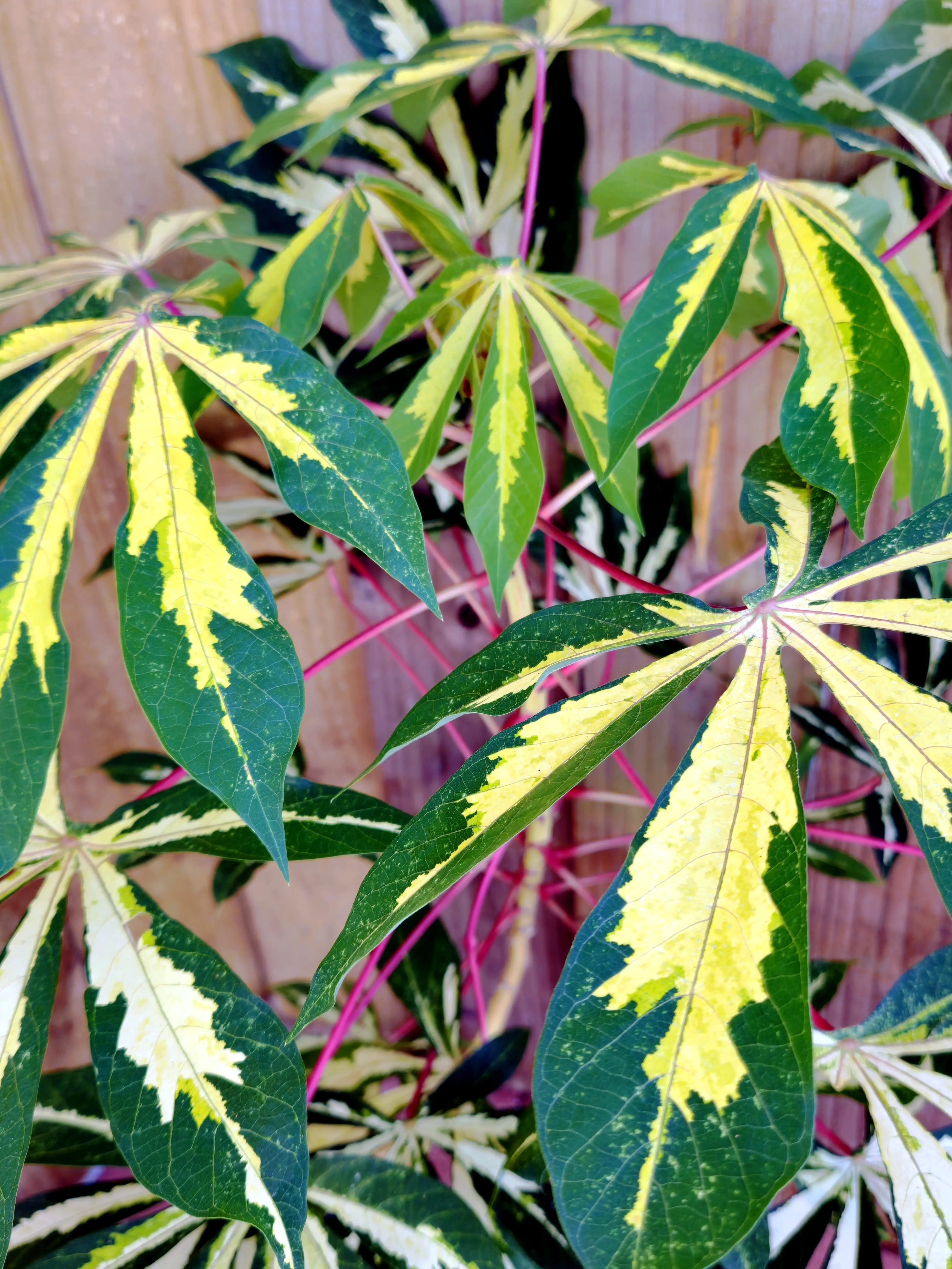 LIVE PLANT Manihot esculenta Variegata Variegated Tapioca 2-3ft Cassava  Yuca - TikTok Shop