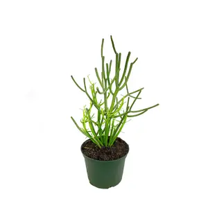 Pencil Cactus - Live Plant in a 6 Inch Pot - Euphorbia Tirucalli - Beautiful Indoor Outdoor Succulent Houseplant