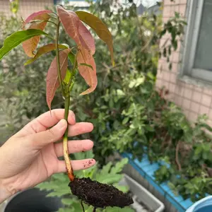 Grafted mango tree seedlings, 2-3 years old, living plants with soil, easy to grow, suitable for home gardens and gardens