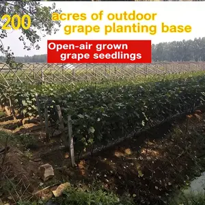 Red Seedless Grape Plant – Sweet Grapes for Garden & Backyard