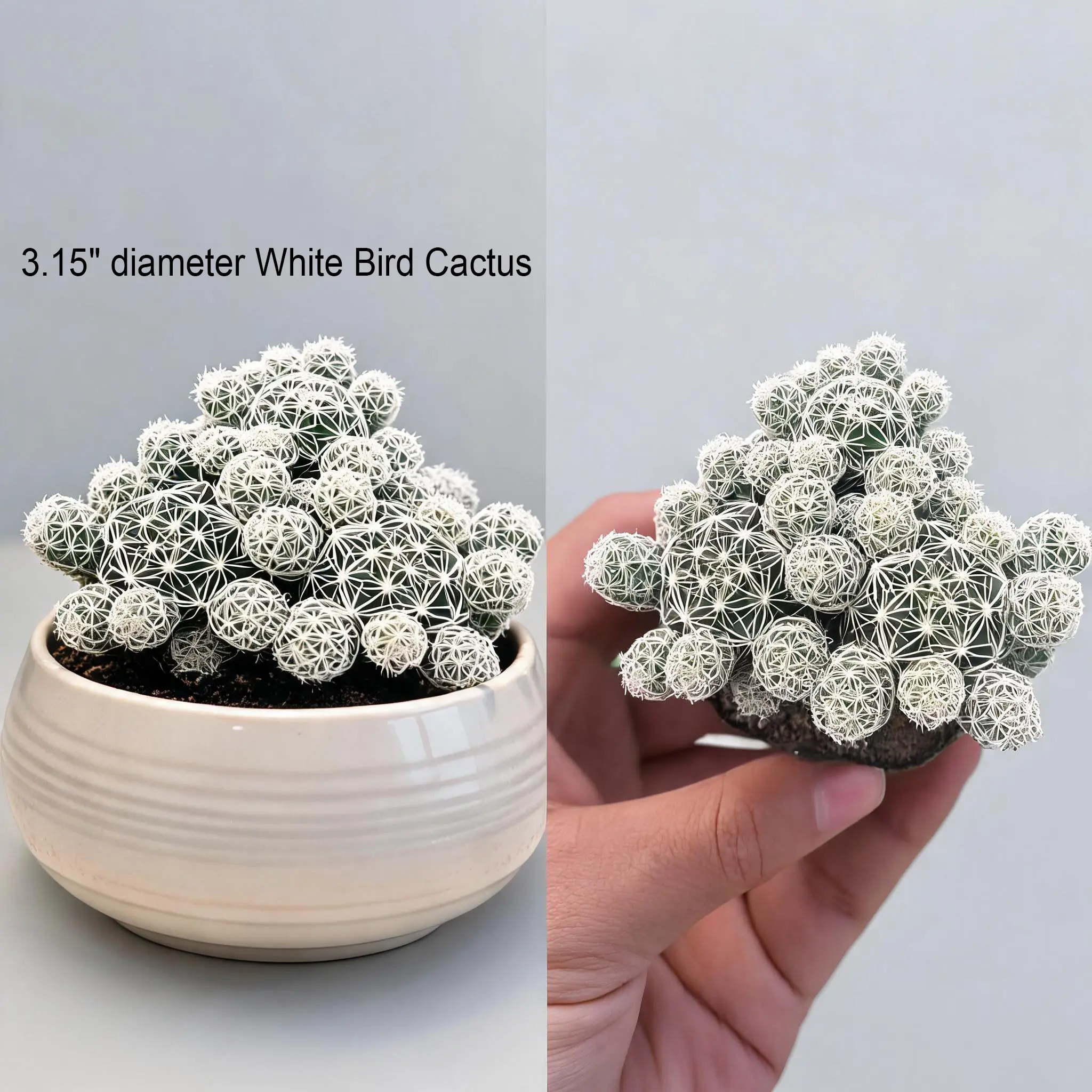 Live Mammillaria Herrerae White Bird Cactus - 3.15" (8cm) Diameter Mini Globular Succulent for Home & Outdoor Garden Use