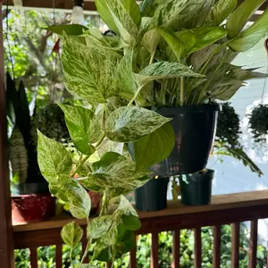 Marble Queen Pothos | 8 In. Hanging Pot | Epipremnum Aureum | Live Plant | Decoration