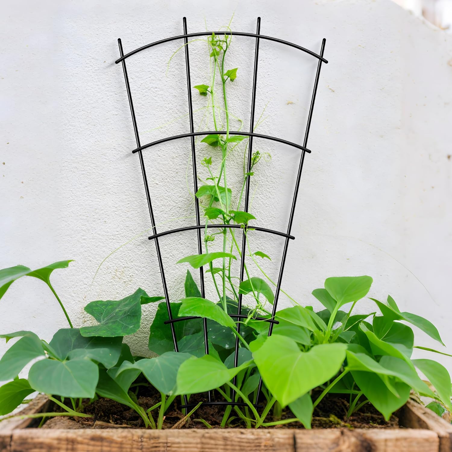 Arifaro 4 Pack 32" Metal Plant Trellis for Pots & Garden Beds, Rustproof Support for Indoor Outdoor Climbing Plants, Vines, Flowers, Fan Shaped, Black