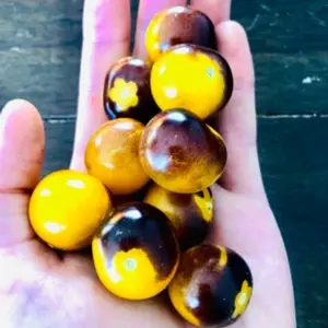 100+ Bosque Blue Bumblebee Heirloom Tomato Seeds - Non-gmo Garden Seeds for Lush, Flavorful Tomatoes