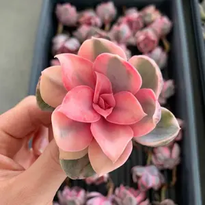 April Farm Special-Pick Succulents Live Check Out Link (Please only use this listing for live check out)