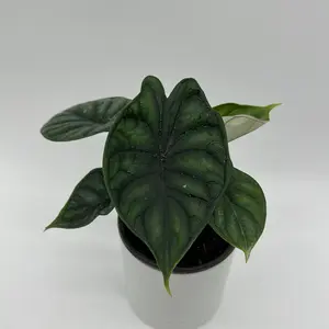 Alocasia Baginda Dragon Scale 4" pot Rare Indoor Houseplant, Low Maintenance plant house plant
