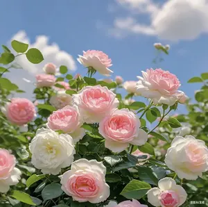 High Ornamental Value Climbing Roses - 800 with 200 Free Jasmine Seeds - Fast Growth Easy Pruning Vibrant Colors for Romantic Gardens All Seasons