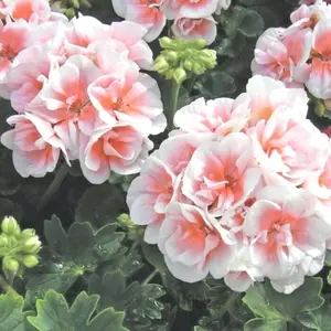 Green River 10 Seeds Pink White Geranium - Perennial Flower Seed Pack, Cottage Garden Favorite, Drought-Resistant Blooms, Pollinator-Friendly, Great For Borders And Shaded Beds