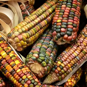 TomorrowSeeds - Earth Tones Ornamental Corn Seeds -  Pastel Colors Rainbow Indian Maize Multicolor Glass Gem Flint Calico Popcorn Seed for 2024
