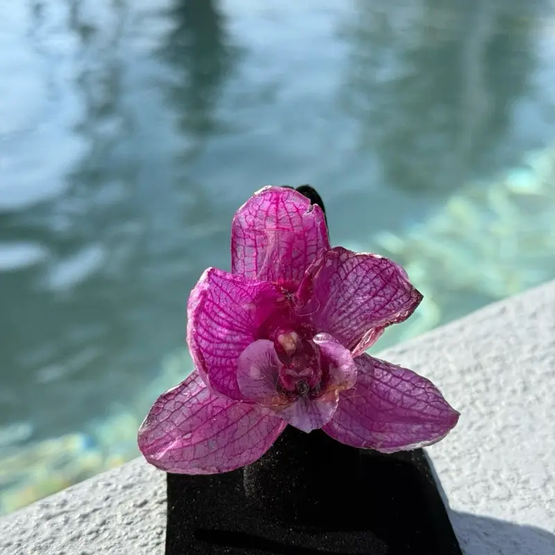 Purple Orchid