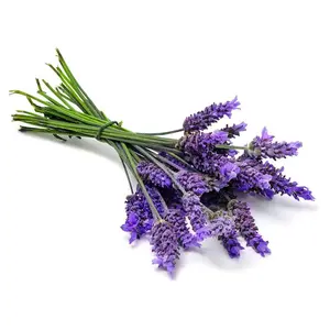 Ellagance Purple Lavender 20 Seed- Blue Flower/Fragrant