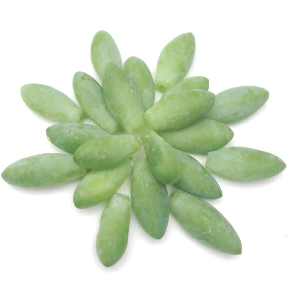 Burro's Tail Leaves for Propagation (Sedum morganium) - Donkey Tail Succulent Plant - 20 Pieces - ORGANIC
